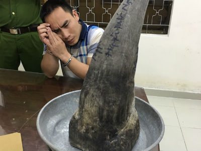Sừng tê giác nặng 4kg được "xách tay" qua đường hàng không