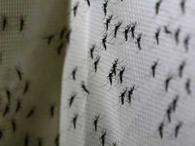 Virus Zika không còn là tình trạng khẩn cấp toàn cầu