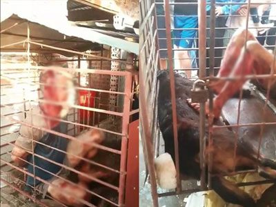 Nhốt trộm chó vào cũi “để trộm được an toàn”