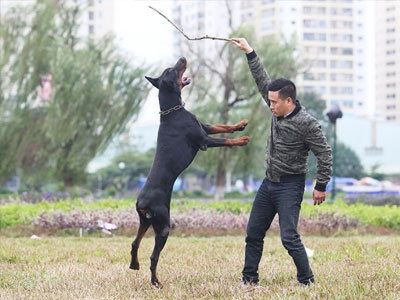 Trại chó doberman tiền tỷ của chàng trai 8x