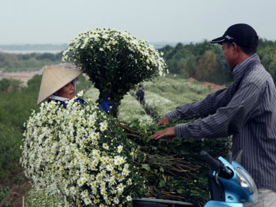 Kiếm cả trăm triệu đồng nhờ trồng Cúc họa mi