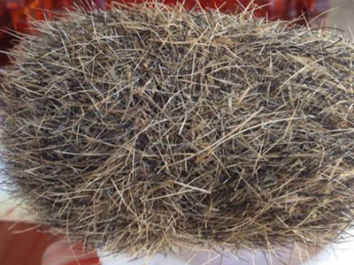 Mổ lợn nái, phát hiện cát lợn nặng gần 1kg