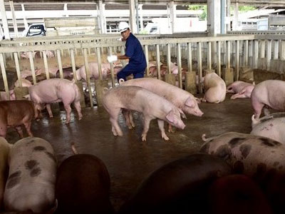 Không phát hiện chất cấm Salbutamol trong thịt kiểm nghiệm