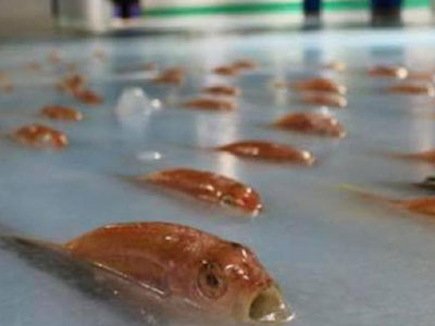 "Choáng" với sân băng dùng hàng nghìn con cá thật để trang trí