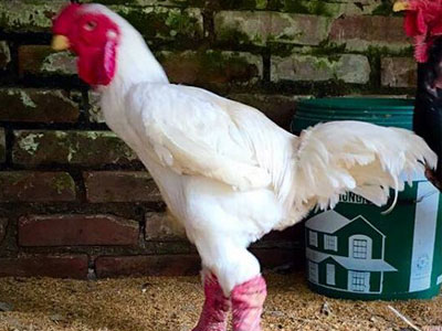 100 triệu mua gà quý ăn Tết: Lùng khắp Bắc Bộ chiều đại gia