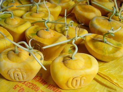 Cha đẻ của dưa thỏi vàng miền Tây để 2 tháng chưa hư kể chuyện