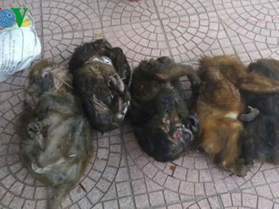Bắt hai đối tượng vận chuyển trái phép 7 cá thể khỉ mặt đỏ