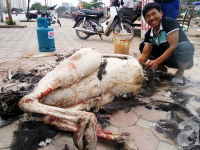 Hà Nội: Cá sấu, lợn rừng, đà điểu... được mổ bán ngay "đại lý" ở vỉa hè
