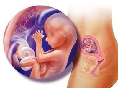 Quá trình trứng rụng gặp tinh trùng thụ thai như thế nào