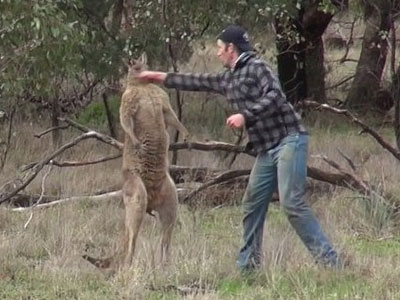 “Đấu tay đôi” với kangaroo để giải cứu chó cưng bị “bắt nạt”