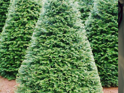 Cây thông Noel thật từ Mỹ giá 7 triệu đồng bán ở Sài Gòn