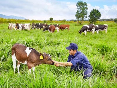 Vinamilk - Thương hiệu sữa duy nhất của Việt Nam 8 năm liền được vinh danh Thương hiệu Quốc gia