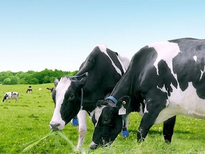 Ngoài tỷ phú Thái Lan, không ai mặn mà đi đấu giá Vinamilk