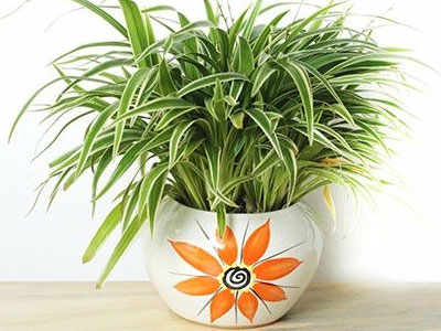 Chọn cây cảnh theo mệnh để tài lộc chảy vào nhà
