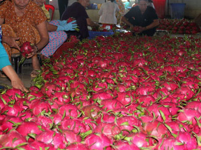 Sự thật thông tin thanh long bị đổ bỏ ở Long An