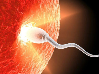 Tiến trình tinh trùng gặp trứng thụ tinh dưới góc nhìn hài hước