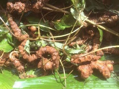 Bỏ 500 triệu mua sâm Ngọc Linh ngâm rượu thưởng tết