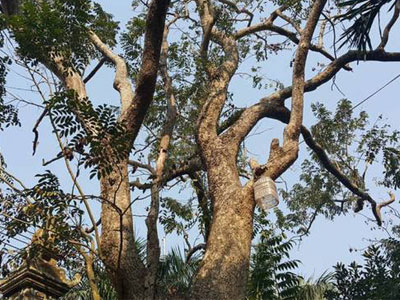 Cận cảnh cây sưa 50 tỷ trong vụ đánh nhau chảy máu đầu tại cuộc họp ở Bắc Ninh