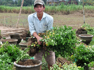 Mất tiền tỷ vì hoa cúc Tết trôi theo lũ