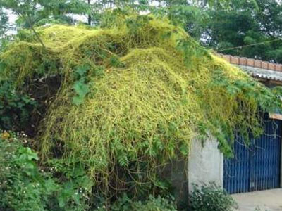 Tơ hồng vàng – Vị thuốc trị suy yếu chức năng sinh dục
