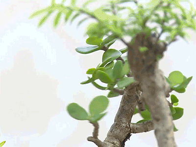 Clip: Cận cảnh bonsai tiền triệu bay lơ lửng ở Sài Gòn