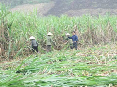 Mâu thuẫn ở ruộng mía, 1 người bị chém tử vong