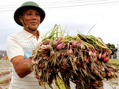 Nông dân trồng hành ở Ninh Thuận trắng tay vì mưa lũ