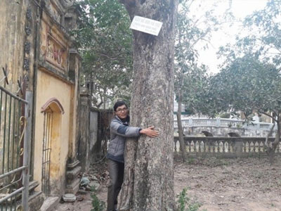 Đại gia gỗ Đồng Kỵ lần đầu lên tiếng việc bỏ chục tỷ mua “cụ” sưa