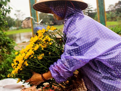 Lo hoa chết sau lũ, nông dân nhổ bán tháo mong gỡ vốn