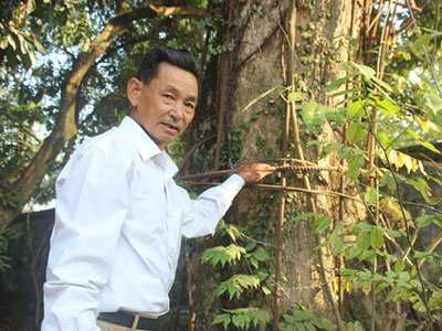 "Áo giáp sắt" hàng chục mét bảo vệ cây sưa 100 tỷ ở Hà Nội