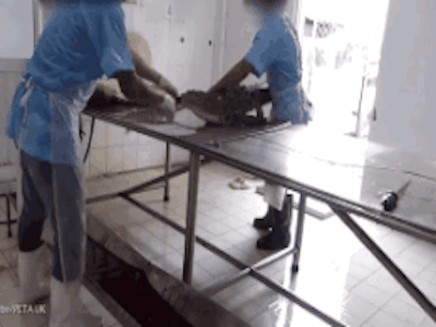 Cảnh tượng rùng mình bên trong một trang trại cá sấu ở Việt Nam lên báo nước ngoài
