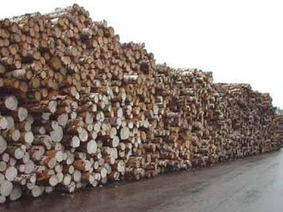 Doanh nghiệp Trung Quốc ồ ạt mua gỗ cao su