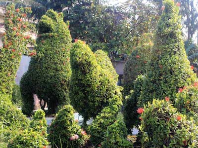 Kiểng gà quý hiếm giá hàng trăm triệu đồng mỗi cặp
