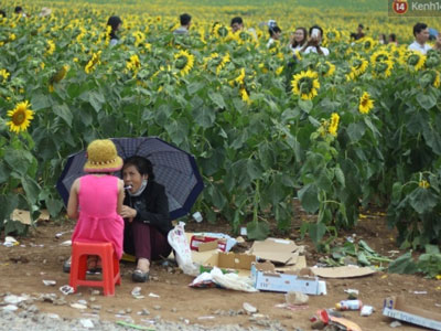 Khung cảnh nhếch nhác tại cánh đồng hoa hướng dương lớn nhất Việt Nam