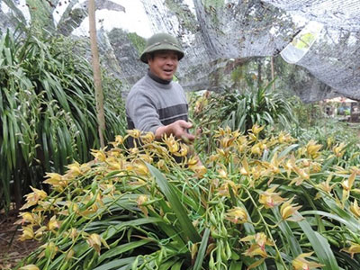 Địa lan Sapa có chậu giá gần trăm triệu đồng vẫn đắt khách