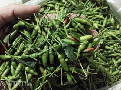 400.000 đồng/kg, ớt xiêm rừng tí hon khó mua hơn cả vàng
