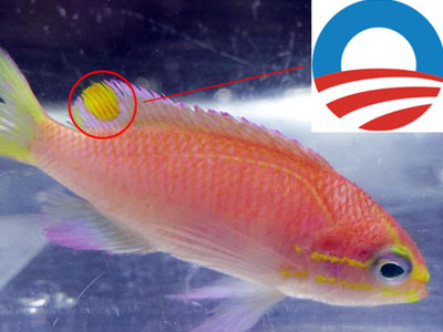 Loài cá lạ mới phát hiện được đặt tên là...Obama
