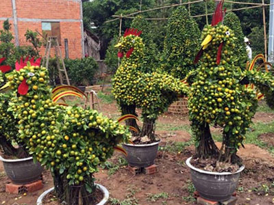 Quất cảnh hình gà siêu bắt mắt ở miền Tây