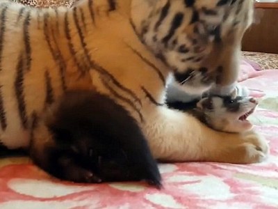 Bất ngờ hổ chơi thân với chồn và chó sau khi bị gia đình bỏ rơi