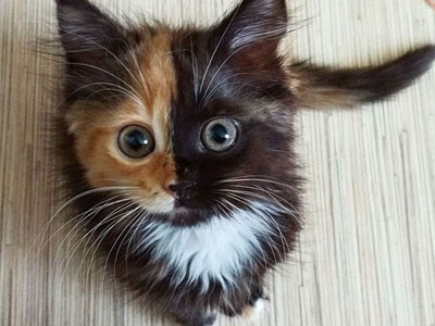 Chú mèo mặt hai màu đốn tim cả cộng đồng Instagram