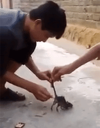 Clip: Thiêu sống chú chuột, hai thanh niên nghịch dại suýt đốt cả xưởng gỗ