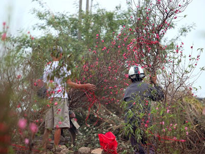 Đào Nhật Tân khoe sắc sớm, người trồng lo trắng tay