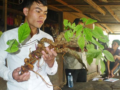 Sâm Ngọc Linh 30 triệu/kg: Thần dược đổ đống, bao nhiêu cũng có