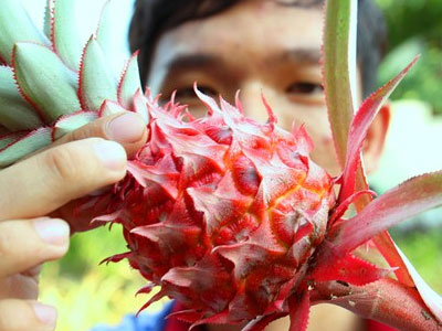 Trồng khóm son bán Tết kiếm trăm triệu đồng ở miền Tây