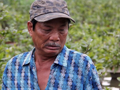 Hàng nghìn gốc mai Tết ngập nước, nông dân Sài Gòn than trời