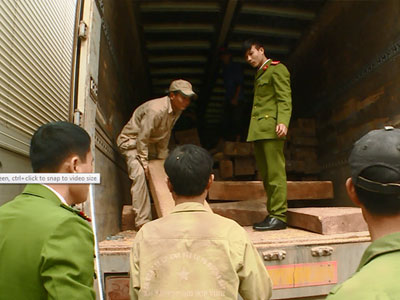Ngụy trang hơn 50 m3 khối gỗ đinh hương trên xe chở nông sản