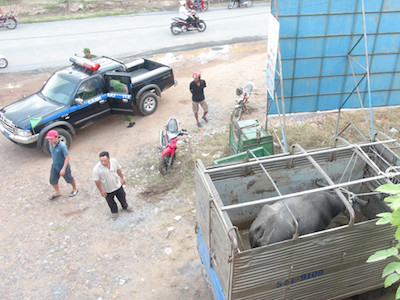 Trâu nhà "nổi điên" húc loạn xạ, nhiều người nhập viện