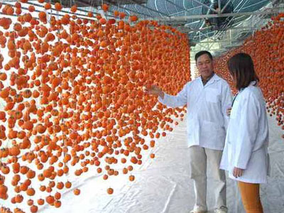 Hồng sấy treo Đà Lạt nửa triệu đồng một kg hút hàng dịp Tết