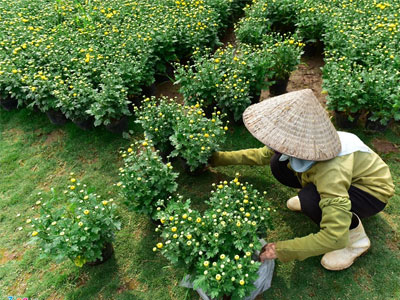 Làng hoa đẹp ít người biết ở Hưng Yên