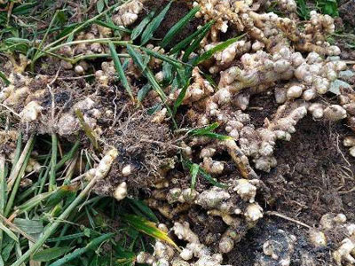 Giá gừng rớt thảm còn 3000 đồng/kg, nông dân ăn Tết buồn